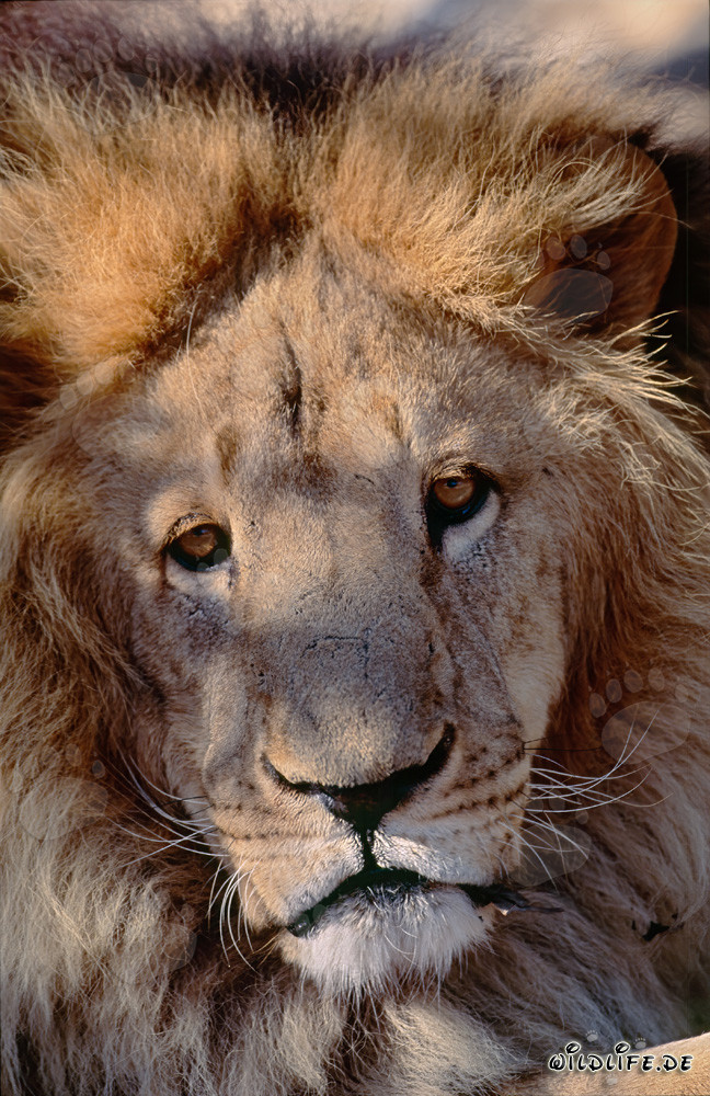 Fascinating Gaze of the Barbary Lion (Panthera leo leo)