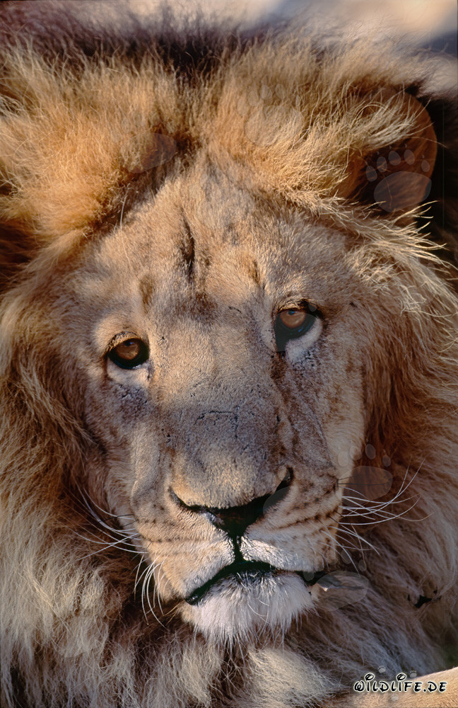 Faszinierender Blick des Berberlöwen (Panthera leo leo)