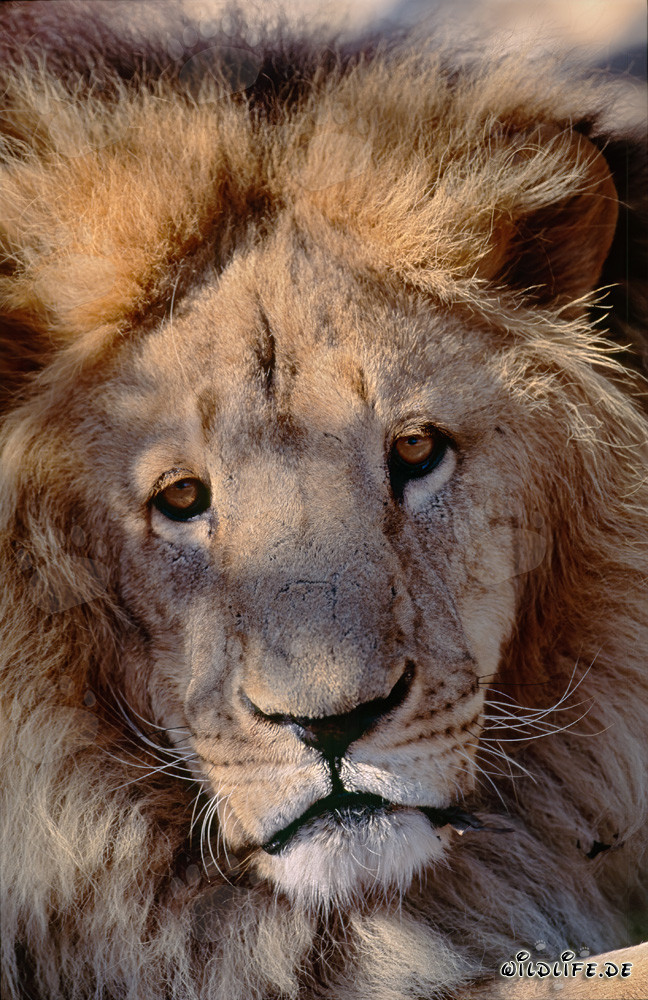 Mirada fascinante del león del Atlas (Panthera leo leo)