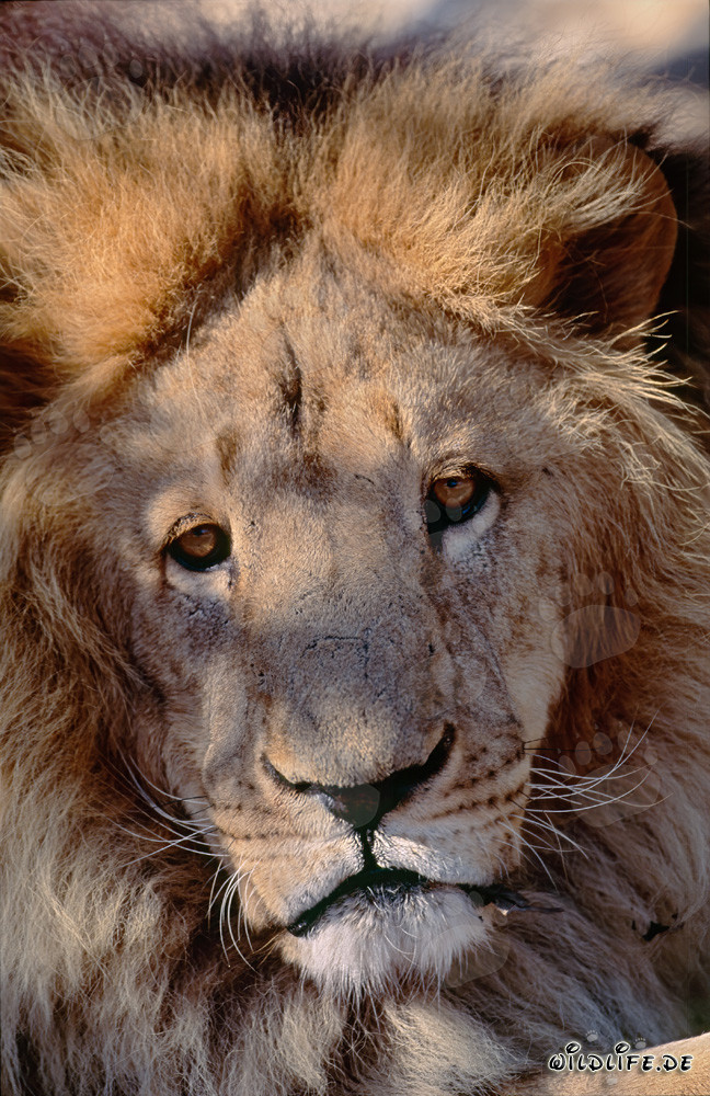 Sguardo affascinante del leone dell'Atlante (Panthera leo leo)
