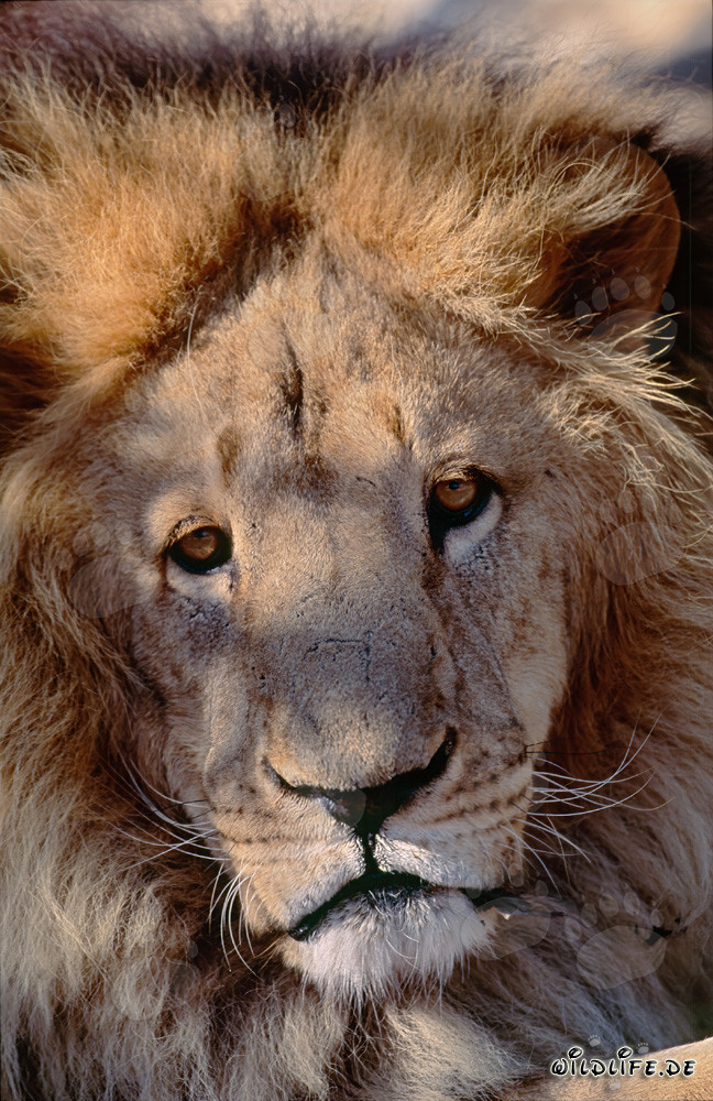 Regard fascinant du lion de l'Atlas (Panthera leo leo)