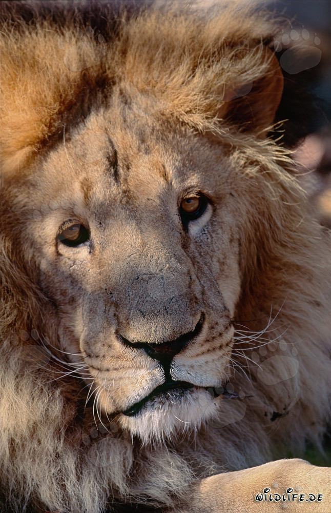 León bereber majestuoso con mirada intensa