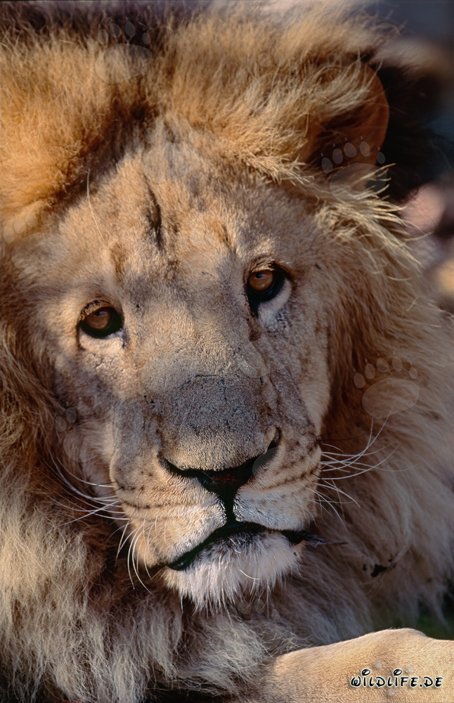 Leone berbero maestoso con sguardo intenso