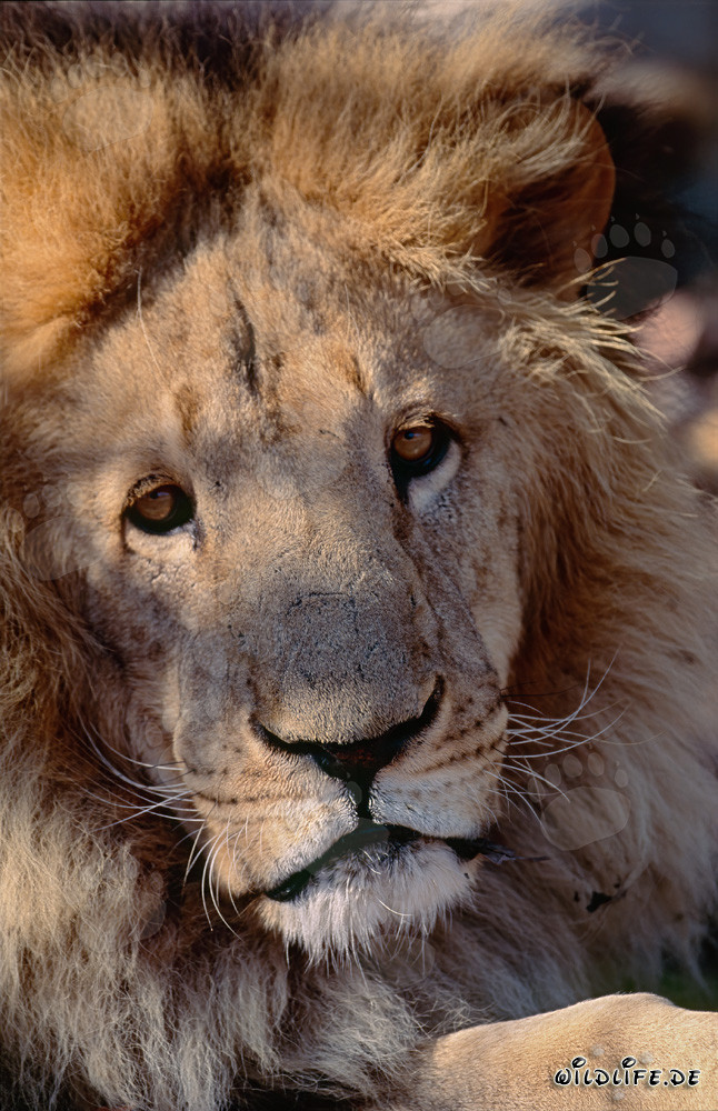 Lion berbère majestueux au regard intense