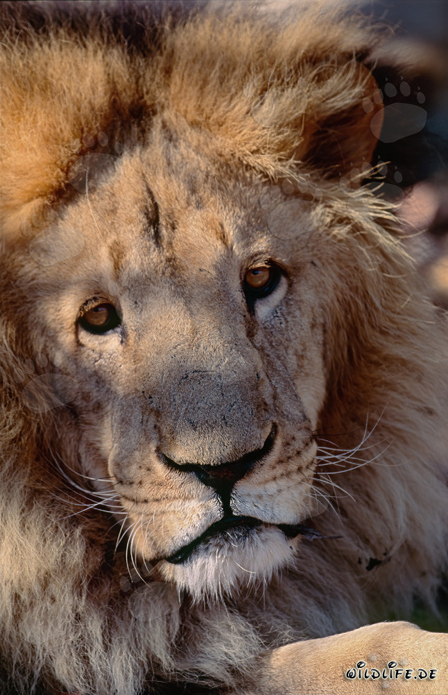 Majestätischer Berberlöwe mit gespanntem Blick