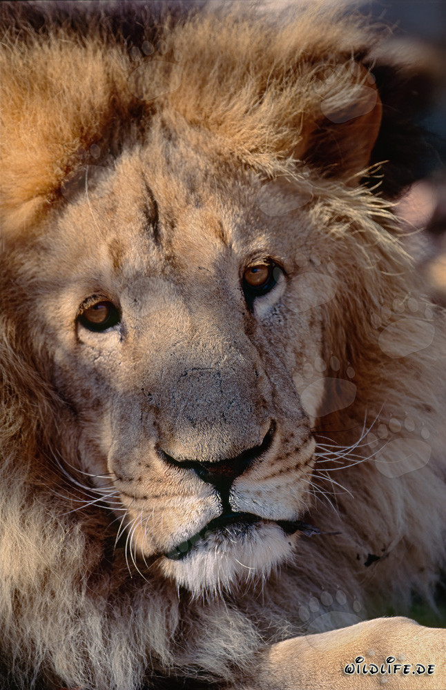 Majestic Barbary Lion with Intense Gaze