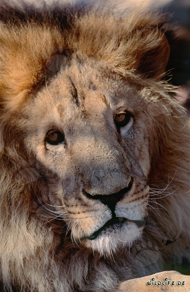 Faszinierendes Porträt des Berberlöwen