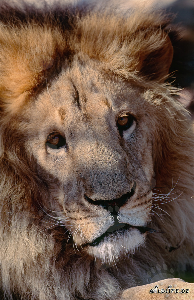 Retrato fascinante del león bereber