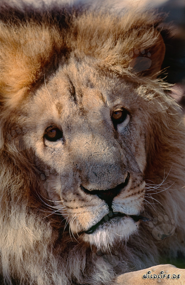 Affascinante ritratto del leone berbero