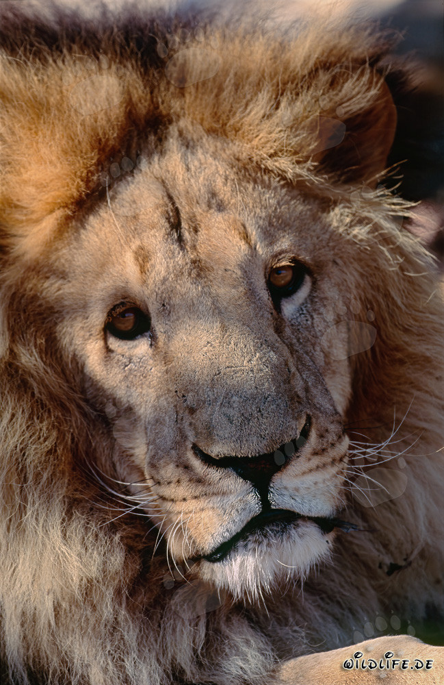 Portrait fascinant du lion de l'Atlas
