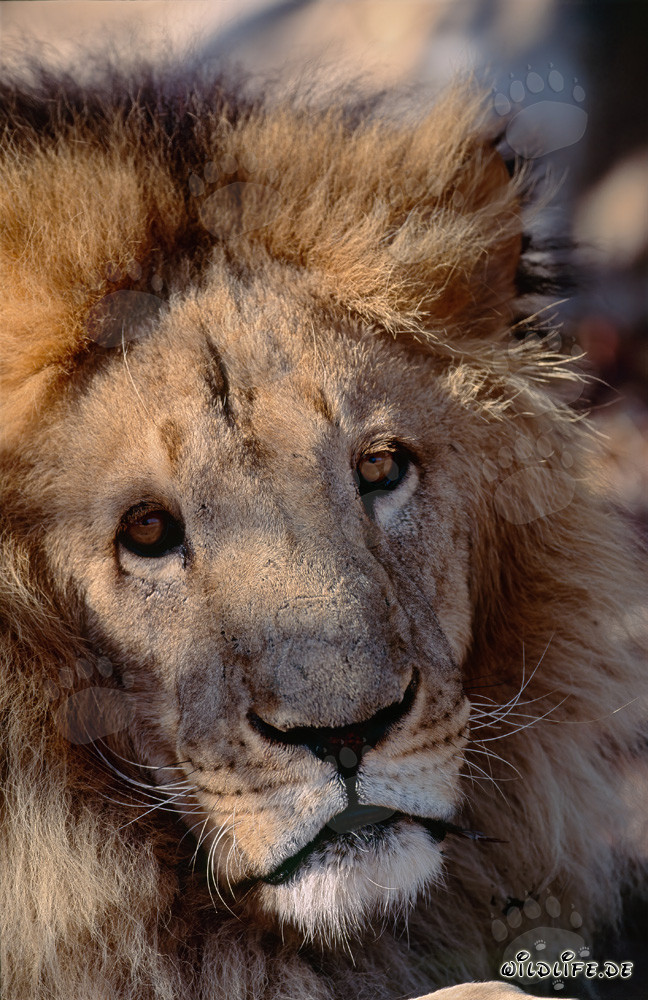 León bereber majestuoso en plena concentración