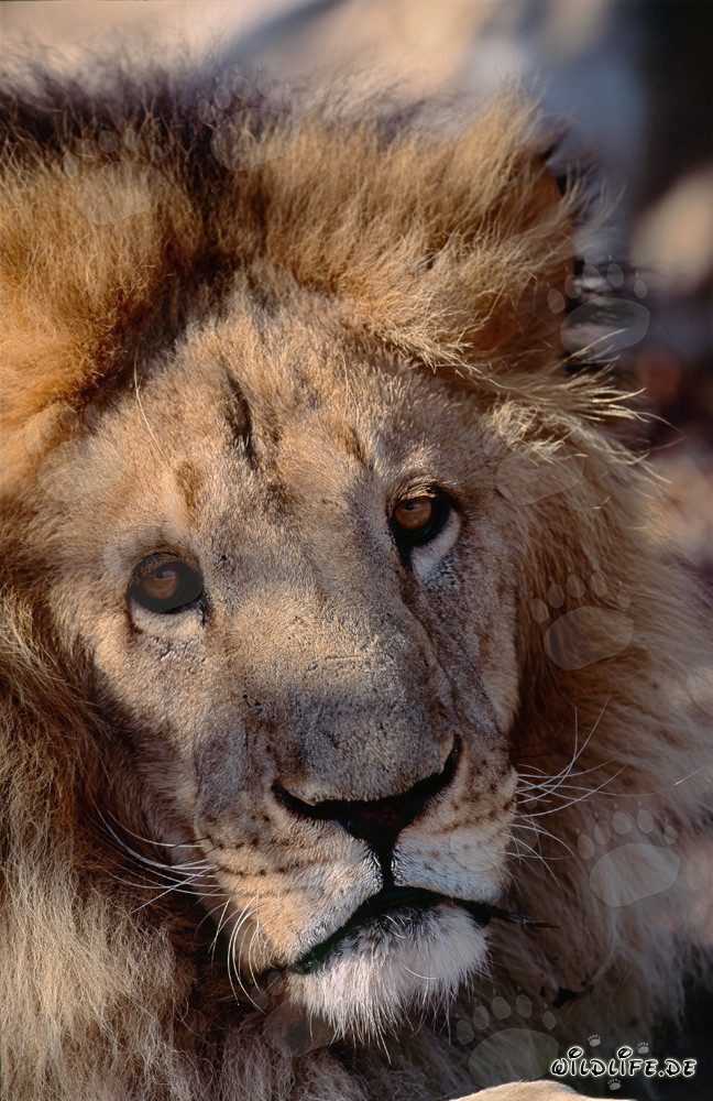 Maestoso leone berbero in piena concentrazione