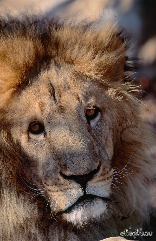 Majestätischer Berberlöwe in voller Konzentration