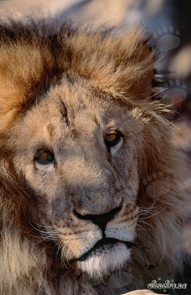 Majestic Barbary Lion Fully Concentrated