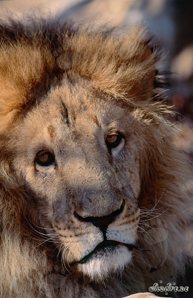Lion berbère majestueux en pleine concentration