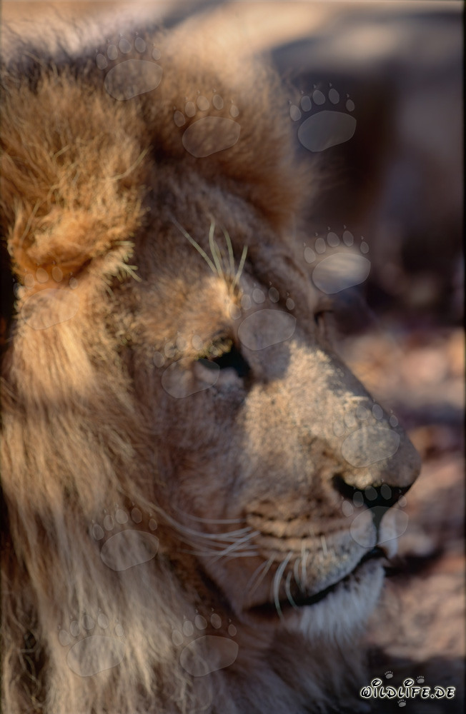 Berberlöwe: Majestätisches Kopfporträt eines ausgestorbenen Löwen