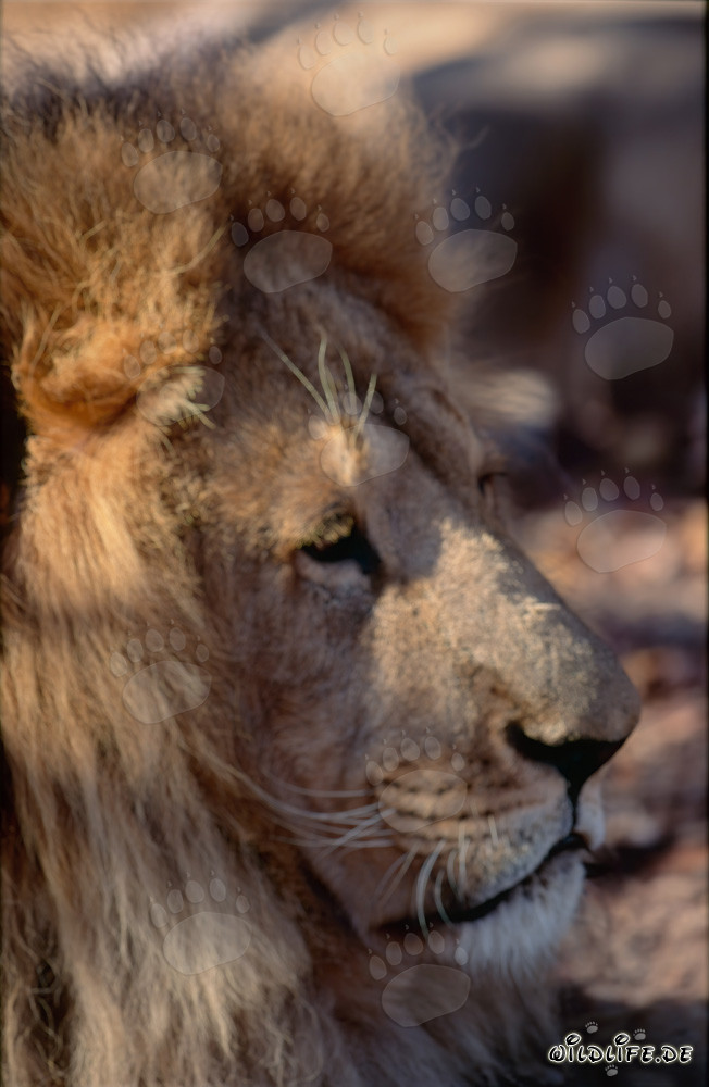 León bereber: Retrato majestuoso de la cabeza de un león extinto
