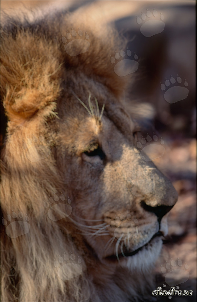 Lion de l'Atlas : Portrait majestueux de la tête d'un lion disparu