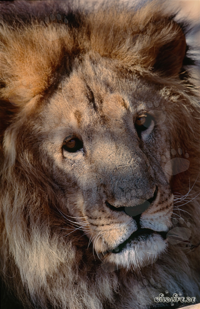 Imposantes Porträt eines Berberlöwen im Hoedspruit Research & Breeding Centre