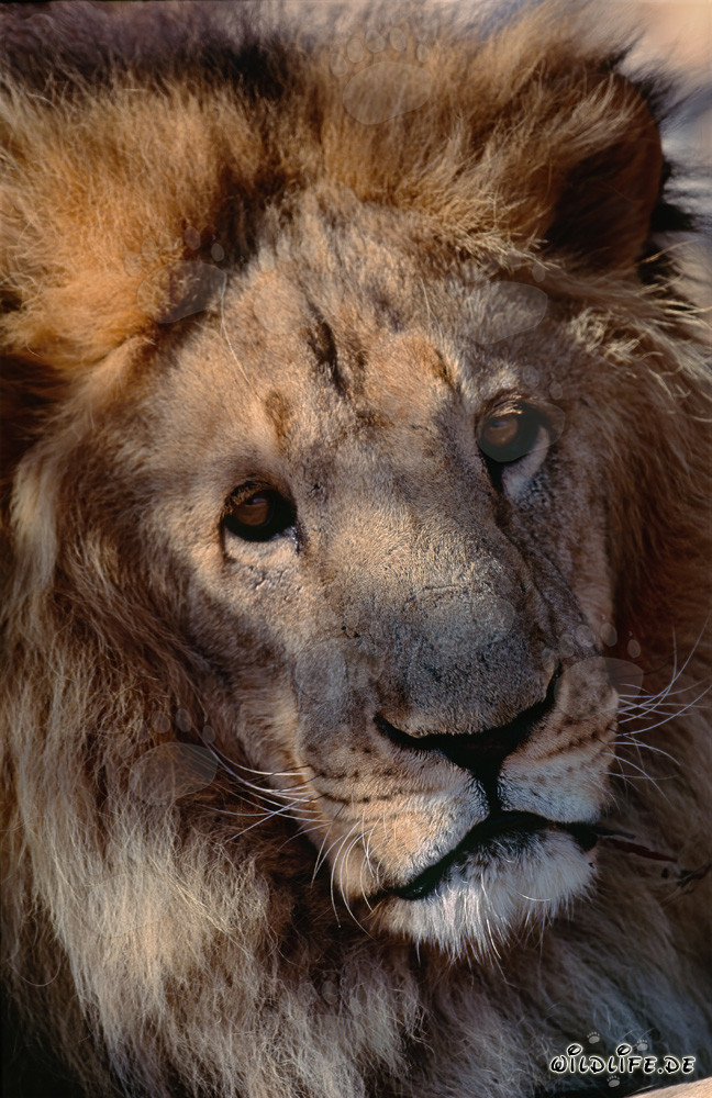 Retrato imponente de un león bereber en el Centro de Investigación y Cría de Hoedspruit