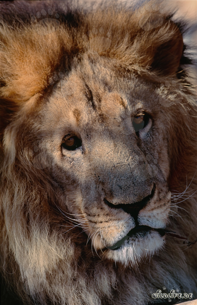 Portrait imposant d'un lion berbère au Centre de recherche et d'élevage de Hoedspruit