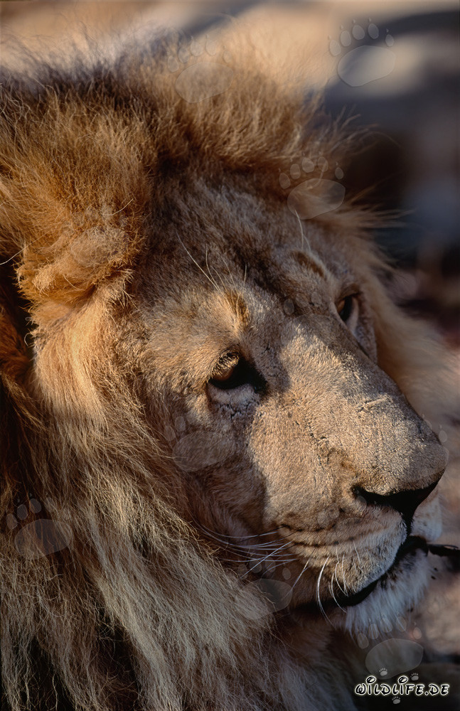 Impressive Barbary Lion Side View Head Portrait