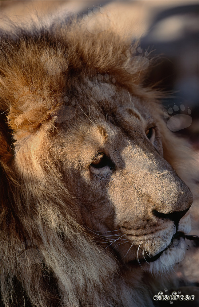 Eindrucksvolles Berberlöwe Kopfporträt in der Seitenansicht