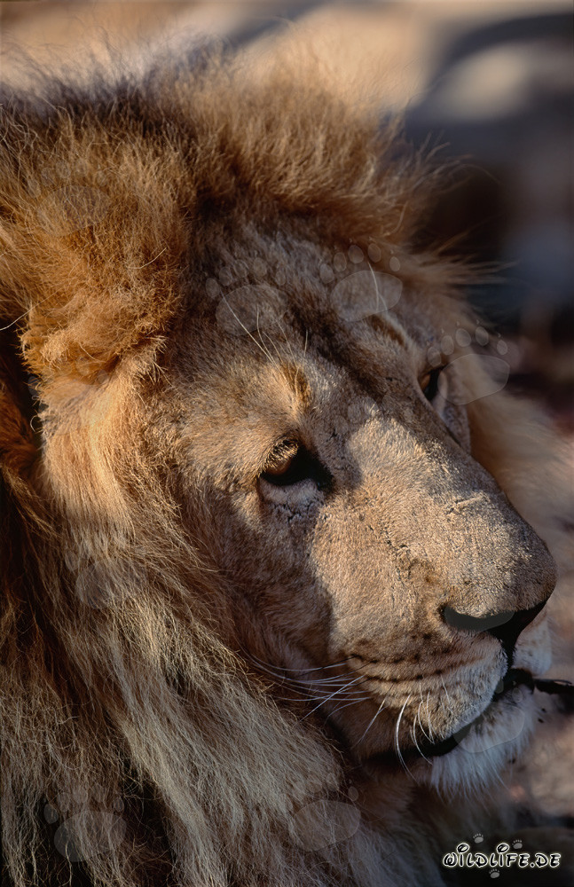 Impresionante retrato de cabeza de león bereber en vista lateral