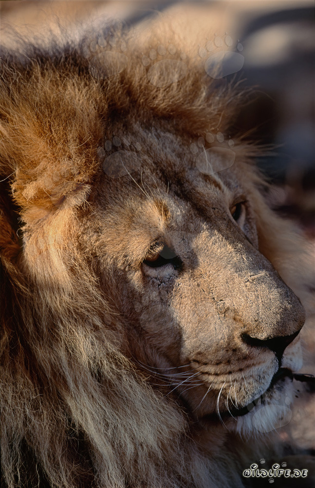 Impressionante ritratto di testa di leone berbero in vista laterale
