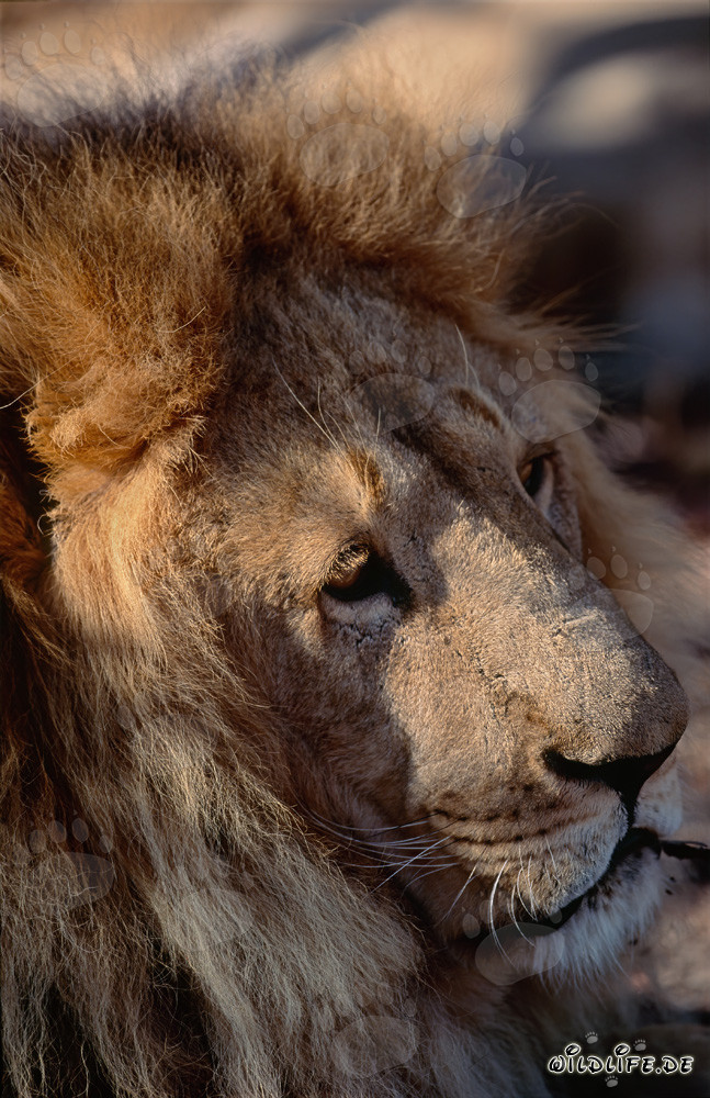 Portrait impressionnant de tête de lion berbère en vue latérale