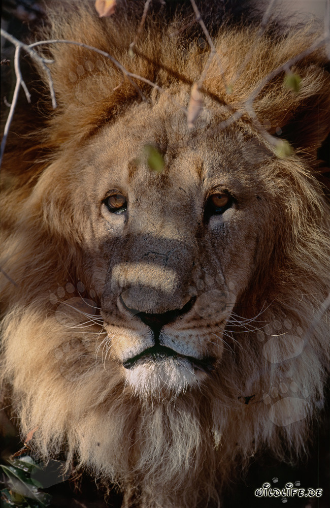 León bereber majestuoso observando el entorno desde el sotobosque