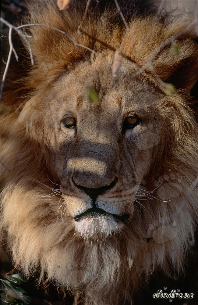 Lion berbère majestueux observant les environs depuis le sous-bois