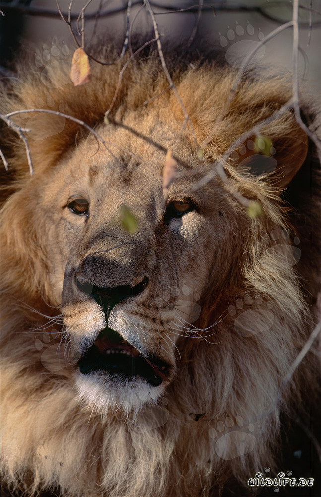 Berberlöwe in voller Konzentration