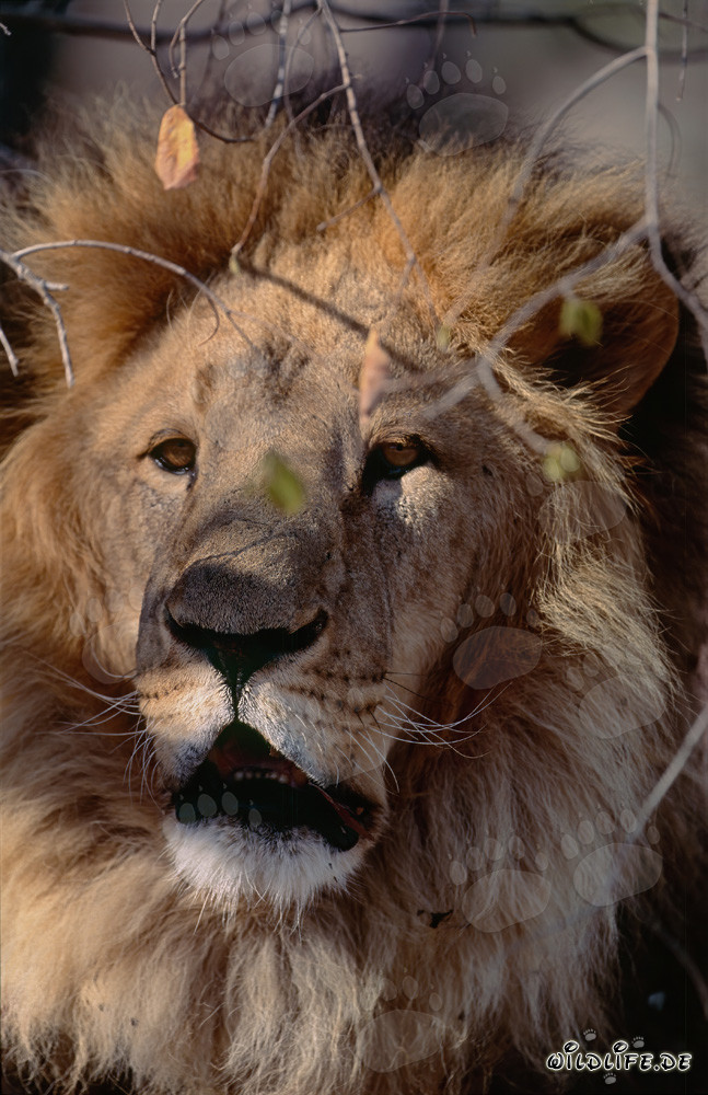 Lion berbère en pleine concentration