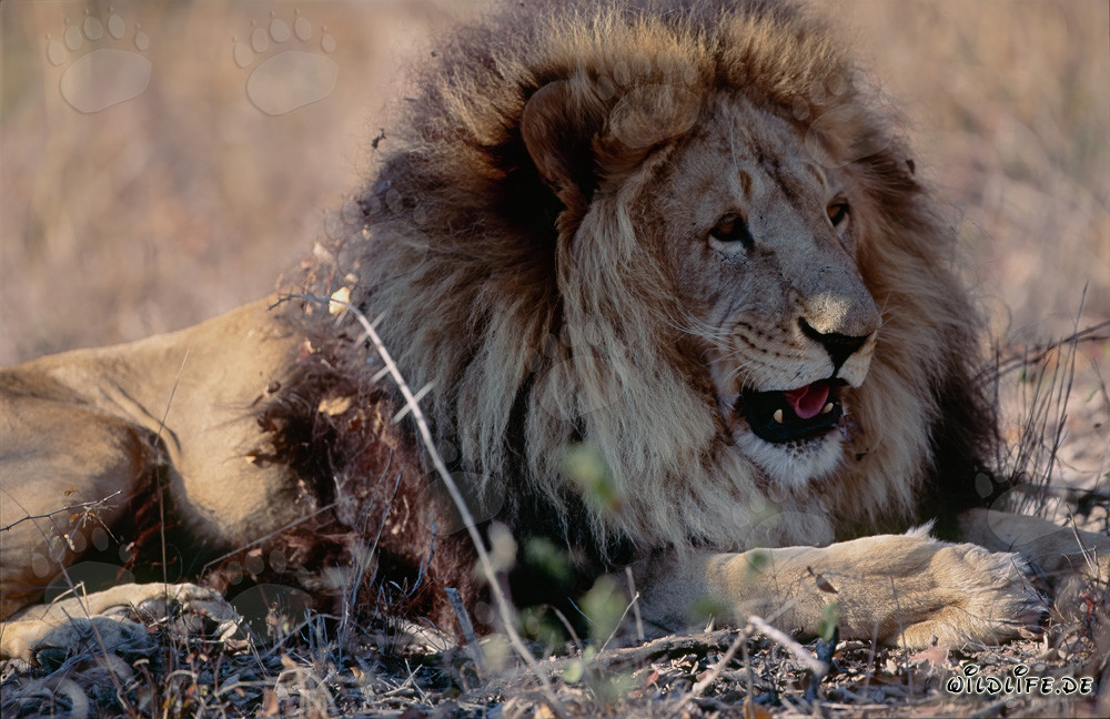 Maestoso leone berbero che si rilassa al sole