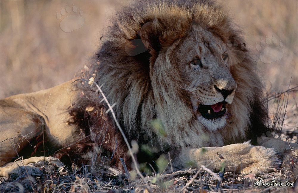 Majestätischer Berberlöwe in der Sonne entspannt liegend