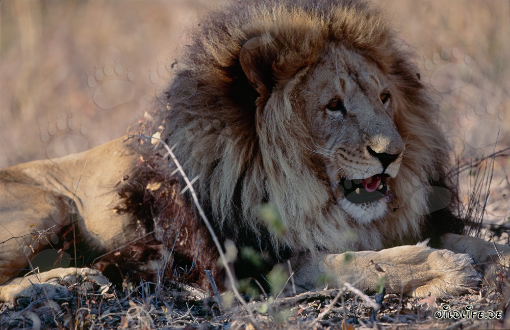 Majestic Barbary lion relaxing in the sun