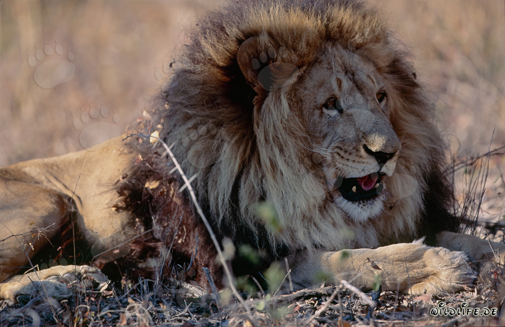 Lion berbère majestueux se relaxant au soleil