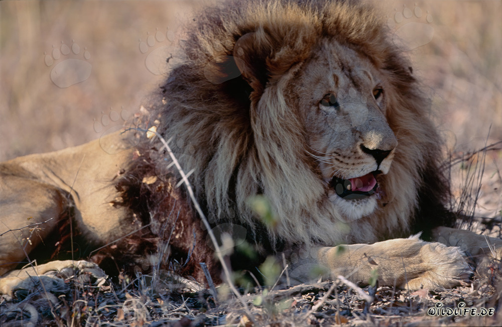 Barbary Lion resting