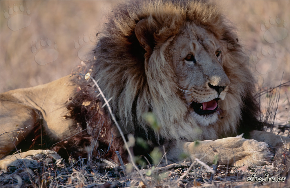 Berber Löwe ruht sich aus