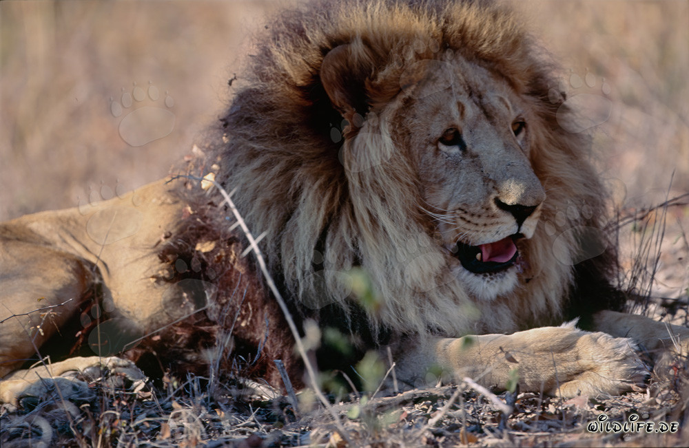 León bereber descansando