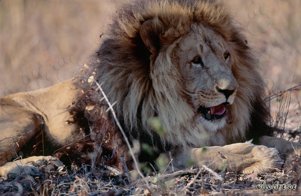 Lion berbère se repose