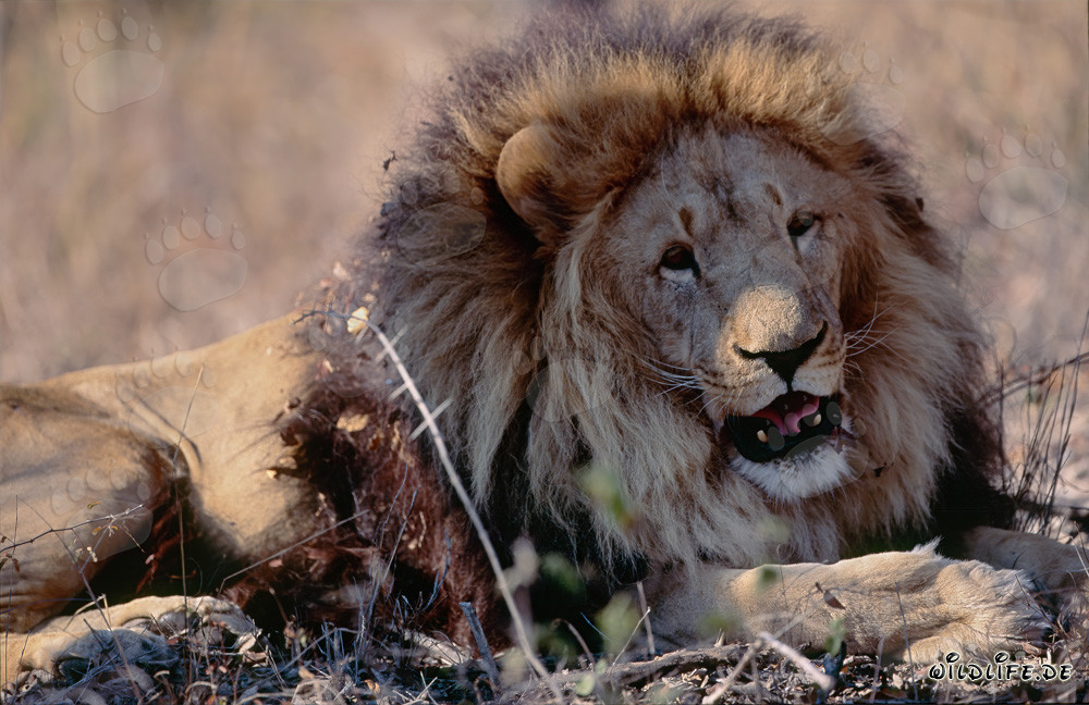 León bereber satisfecho en el Centro de Investigación y Cría de Hoedspruit, Sudáfrica