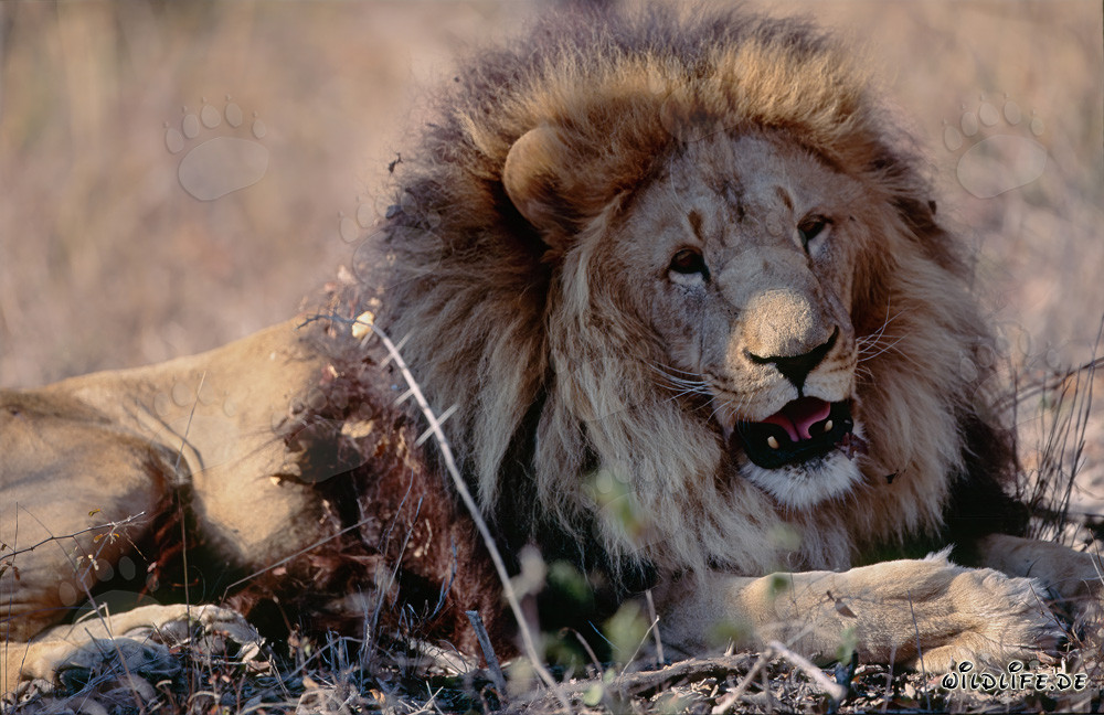 Leone berbero soddisfatto presso il Centro di ricerca e allevamento di Hoedspruit, Sudafrica