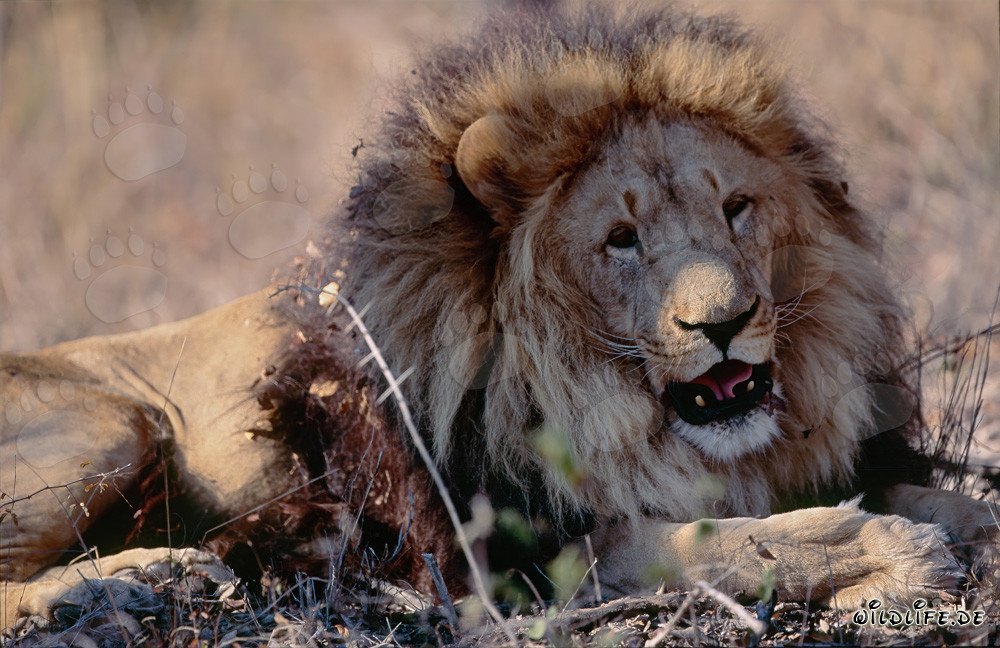 Lion berbère satisfait au Centre de recherche et d'élevage de Hoedspruit, Afrique du Sud