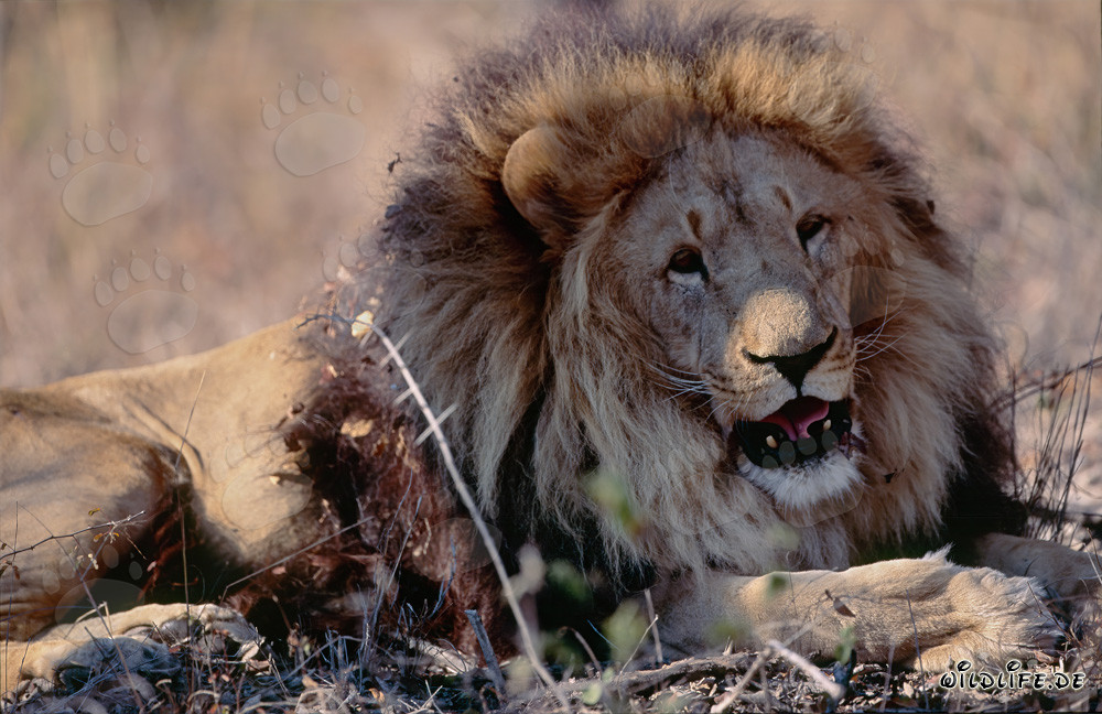 Satisfied Barbary Lion at Hoedspruit Research & Breeding Centre, South Africa