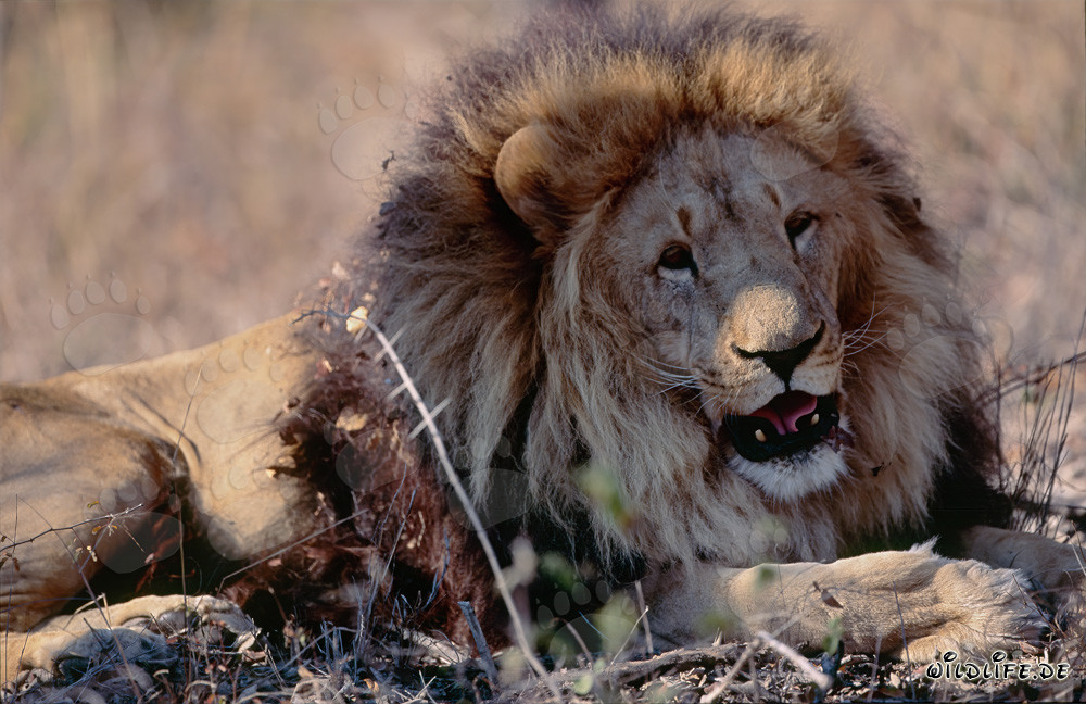 Zufriedener Berberlöwe in Hoedspruit Research & Breeding Centre, Südafrika
