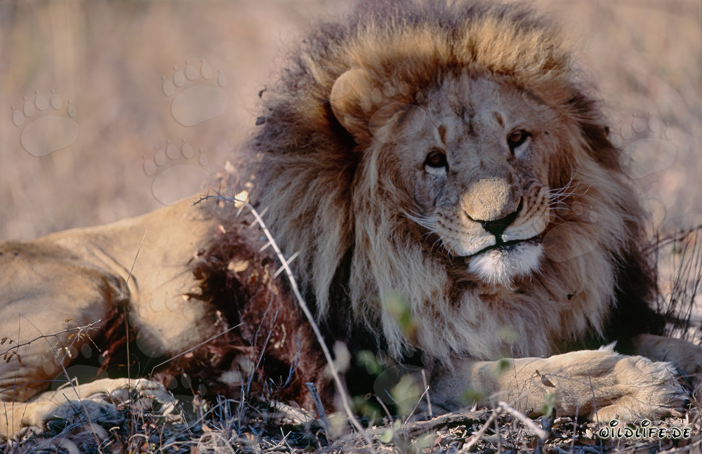 Majestic Barbary Lion with impressive mane in the savanna