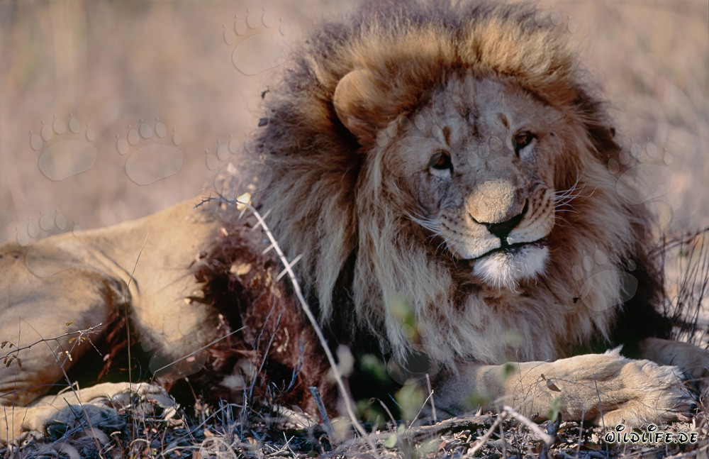 Maestoso leone berbero con una criniera impressionante nella savana