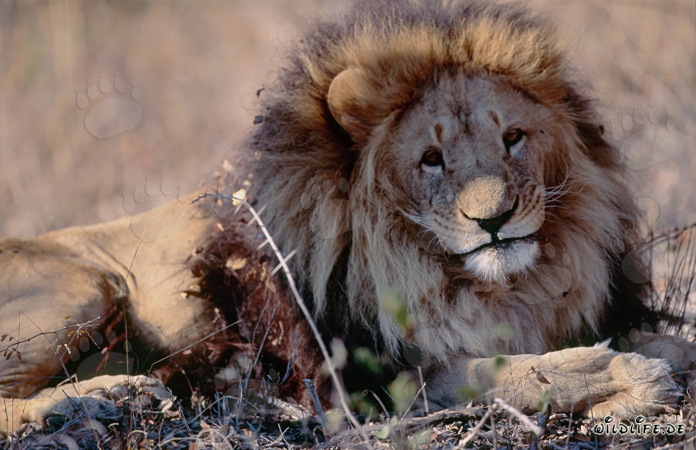 Lion berbère majestueux avec une crinière impressionnante dans la savane